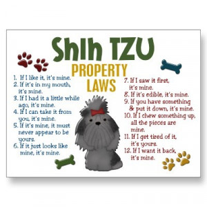 Shih tzu rules!