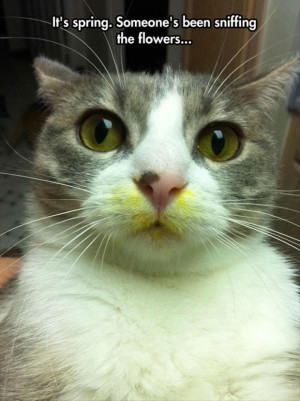 Its spring, someone’s been sniffing the flowers. Cat busted