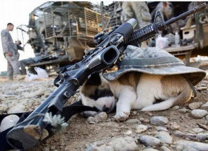 Thank GOD For Soldiers And Puppies!
