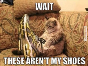Cat memes – These aren’t my shoes