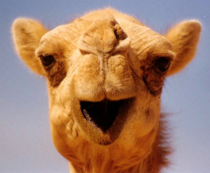 Camel Face Grosvenor Photos