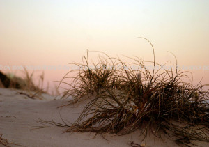 ... : Australia, sand, dune, dunes, sand dune, sand dunes, vegetation