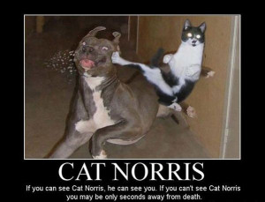cat-norris