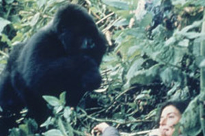 Dian Fossey Doamna Gorilelor