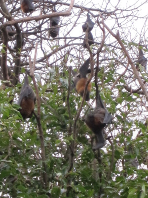 Grey-headed flying-fox bats HD Wallpaper