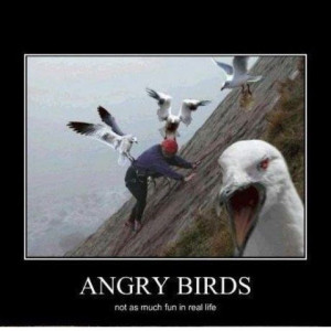 Those are the angriest birds I have ever seen in my entire life