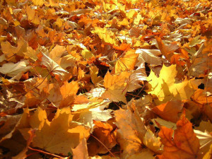 Fall - Autumn Myspace Backgrounds