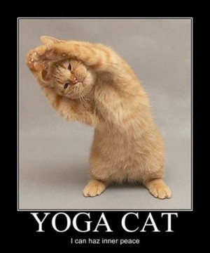 Kathy Kruger yoga-cat-funny 06.03.2014