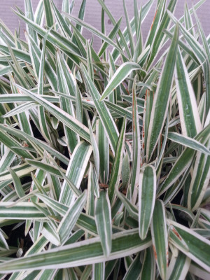 dianella ensifolia silver streak