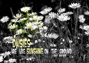 Daisies Quote Photograph