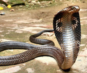 cobra snake cobra snake cobra snake cobra snake cobra snake cobra ...