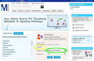 Stem Cell Science Fair Projects