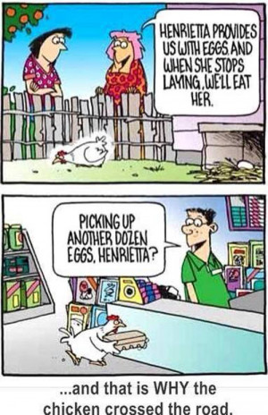 Chicken are more clever that you think…