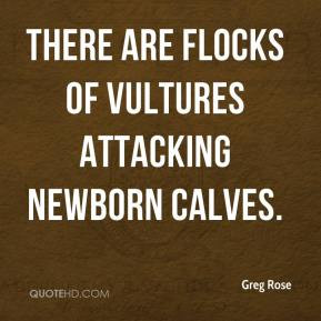 There are flocks of vultures attacking newborn calves.