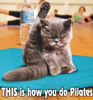 This pilates cat sure does have all the right moves, we can all maybe ...