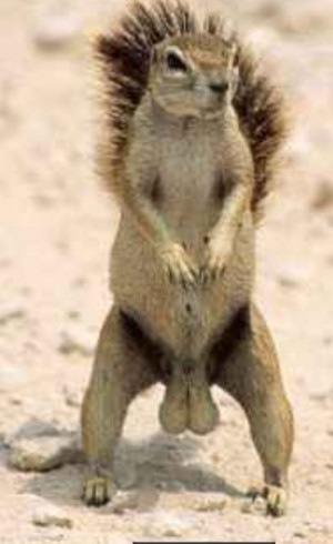 Crazy squirrels-20120426-193553.jpg