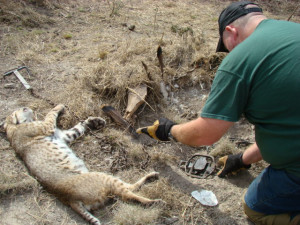 Coyote Trapping Sets