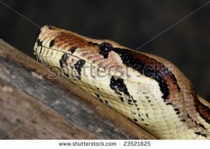 Snake Head Profile Head profile - stock photo