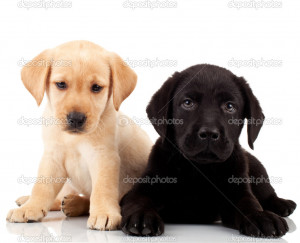 Two cute labrador puppies - Stock Image