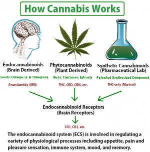 marijuana cannabis pot weed ganja 420 medical