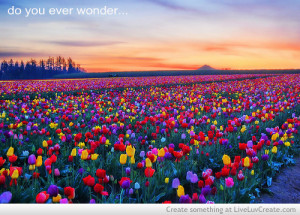 colorful wonder, cute, do you ever wonder, inspirational, love, pretty ...
