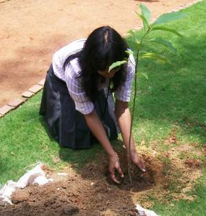 Carbon Offsetting Plantation Programme by Advit Foundation