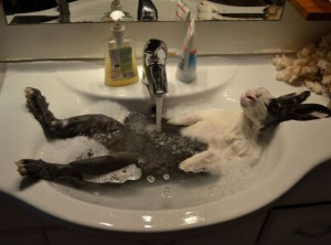 Bunny_taking_a_bath_in_sink.jpeg
