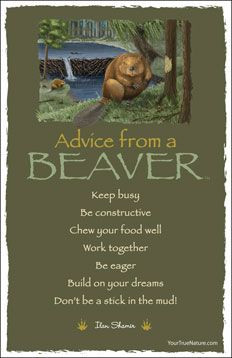 Advice from a Beaver Keep busy Be constructive Chew your food well ...