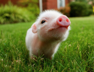 Blog dedicated to teacup pigs. I do not own any of these pictures ...