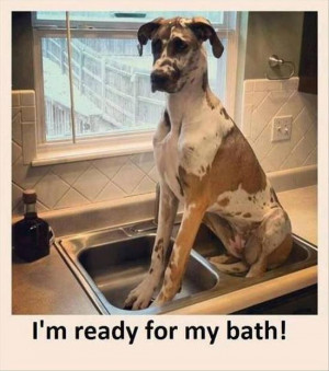 Funny-dog-picture-Im-ready-for-my-bath.jpg