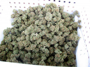 420 24/7 365 THIS BLOG IS HIGHLY GRASSIFIED