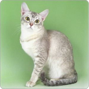 ... are the rex cat and burmese the development dwarf cats fairly Pictures