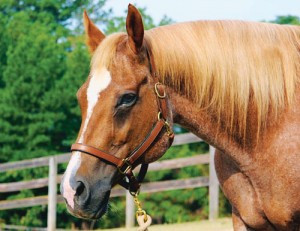 halter horse on steroids hold onto and direct