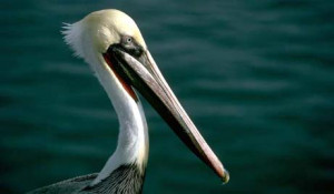 near extinction of the pelican in Louisiana in the 1960s, the pelican ...