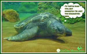 HQ Wallpapers Plus provides different size of Funny Turtle Images. You ...