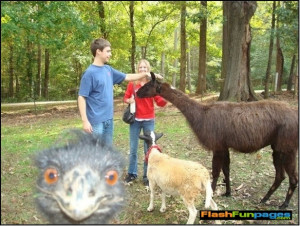 Tags: funny animals , funny pictures , photobombs