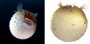 Real Fish Versus Finding Nemo