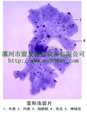 Amoeba Microscope Slide