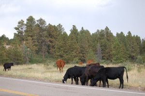 Free Range - a rancher's cattle grazing along the main road somewhere ...