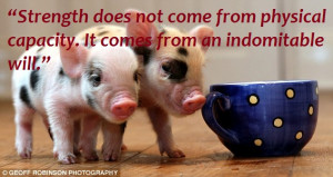 What are Teacup Pigs or Micro Pigs ?