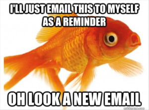 goldfish-have-short-memories.j...