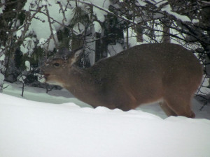 Deer And Deep Snow