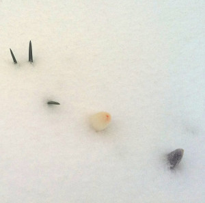 were my crocuses as of *this* morning, the third morning of Spring ...