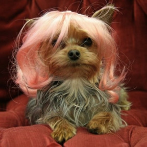 Funny Dogs with Wigs (21 Pics)