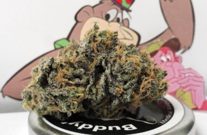 Grape Ape Photo Grapeape