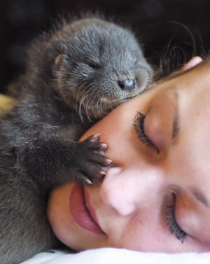 15 world’s luckiest face had a visit from a baby otter - Website ...