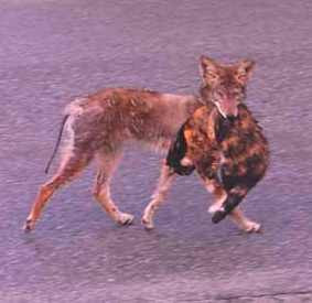 coyote capturing a neighborhood cat.