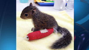 VIRAL: Baby squirrel wears cast for broken ankle