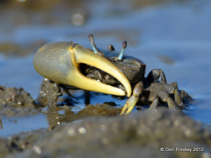 Male Mud Fiddler Crab ( Uca pugnax ) - one claw for being sexy and ...