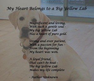 My yellow lab has my heart!
